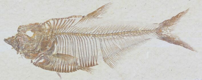 Very Detailed Diplomystus Fossil Fish - Wyoming #32796